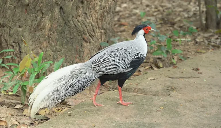 Vì sao không thể bảo tồn, phát triển động vật hoang dã bằng nuôi nhốt?